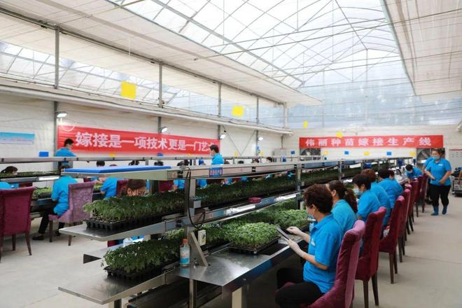 喜報！山東六家單位榮膺“全國巾幗現代農業科技示范基地”，引領技術推廣服務新風尚